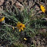 Hooker's balsamroot (2)