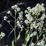 Lepidium-latifolium-Broad-leaved-pepperweed (introduced)-1