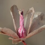 Lewisia rediviva - bitterroot-1