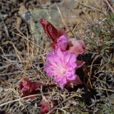 Lewisia rediviva - bitterroot