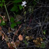 Lithophragma-parviflorum-Smallflower-woodland star-2