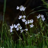 Lithophragma-parviflorum-Smallflower-woodland star-6