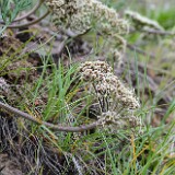 Lomatium-macrocarpum-Bigseed-lomatium-3