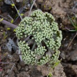 Lomatium-macrocarpum-Bigseed-lomatium-4