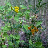 Lotus corniculatus - Bird's-foot trefoil (introduced)