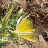 Mentzelia-laevicaulis-Smoothstem-blazing-star-1