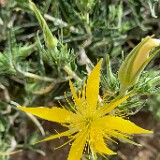 Mentzelia-laevicaulis-Smoothstem-blazing-star-2