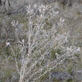 Mentzelia-laevicaulis-Smoothstem-blazing-star-3