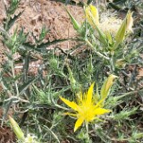 Mentzelia-laevicaulis-Smoothstem-blazingstar-4