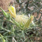 Mentzelia-laevicaulis-Smoothstem-blazingstar