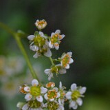 Micranthes fragosa - Clayton's saxifrage (2)