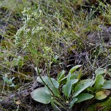 Micranthes-fragosa-Clayton's-saxifrage-1