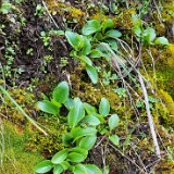 Micranthes-fragosa-Clayton's-saxifrage