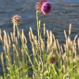 Musk thistle