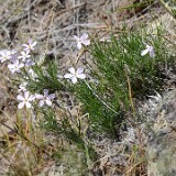 Phlox-longifolia-long-leaf-phlox-1