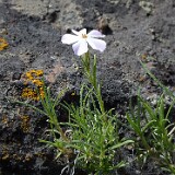 Phlox-longifolia-long-leaf-phlox-3