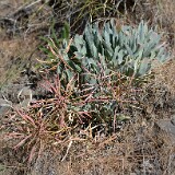 Phoenicaulis cheiranthoides (4)