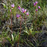 Primula pauciflora - Pretty shooting star1