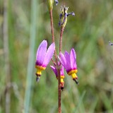 Primula pauciflora - Pretty shooting star4