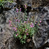 Richardson's penstemon (3)