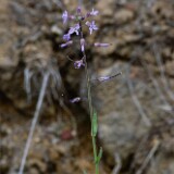 Rockcress - Boechera