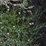 Rush skeletonplant - Lygodesmia juncea
