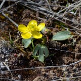 Sagebrush buttercup (2)
