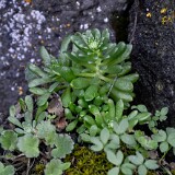 Sedum-leibergii-Leiberg's-stonecrop