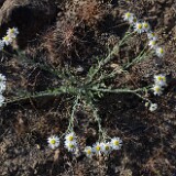 Shaggy fleabane - Erigeron pumilus (3)