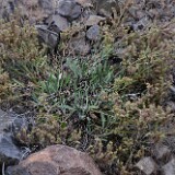 Silver-leaf Phacelia (3)