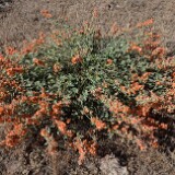 Sphaeralcea munroana-Munro's globemallow