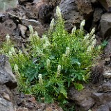 Thickleaf thelypody