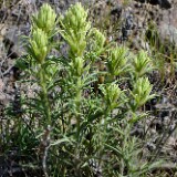 Thompson's paintbrush