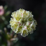 Thyme-leaf wild buckwheat (5)