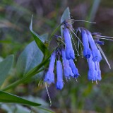 Trumpet bluebell