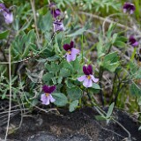 Viola trinervata-desert pansy-1