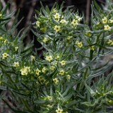 Western stoneseed - Lithospermum ruderale