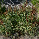 Willow dock - Rumex salicifolius