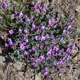 Woollypod milkvetch (2)