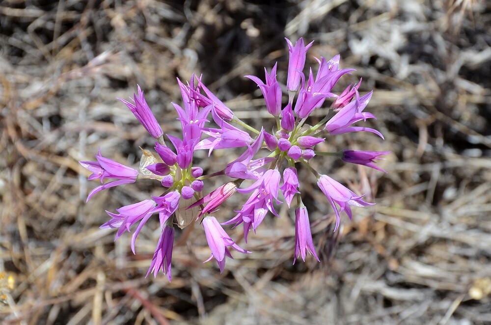 Allium-acuminatum Taper-tip-onion 5
