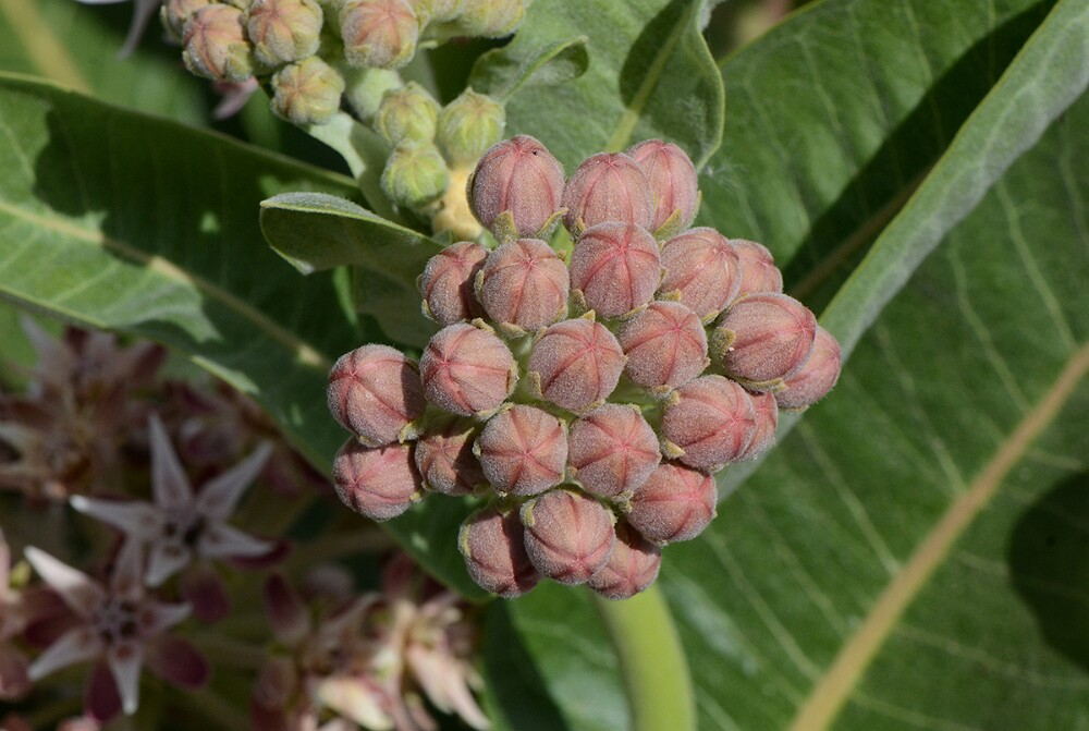 Asclepias speciosa-Showy Milkweed-1