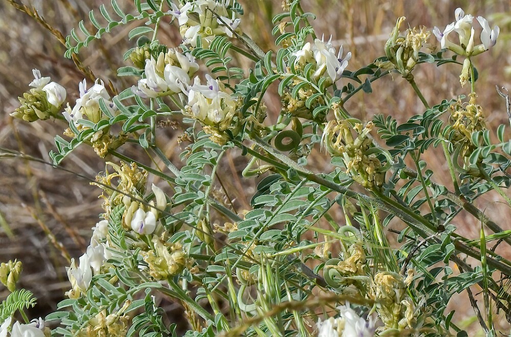Astragalus-speirocarpus-Curve-pod-milk-vetch-1