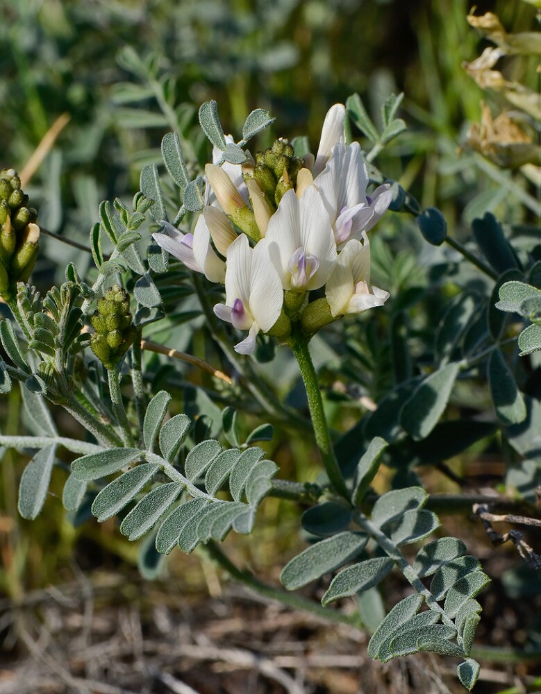 Astragalus-speirocarpus-Curve-pod-milk-vetch-4