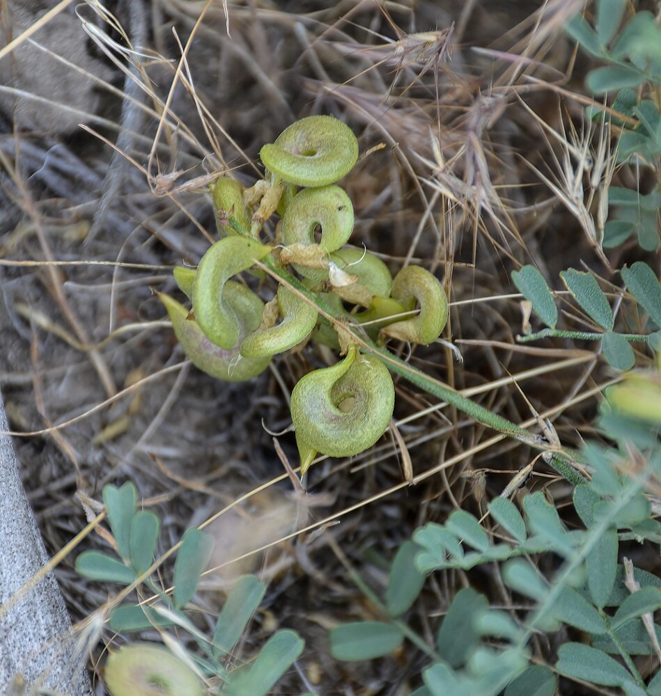 Astragalus-speirocarpus-Curve-pod-milk-vetch-5