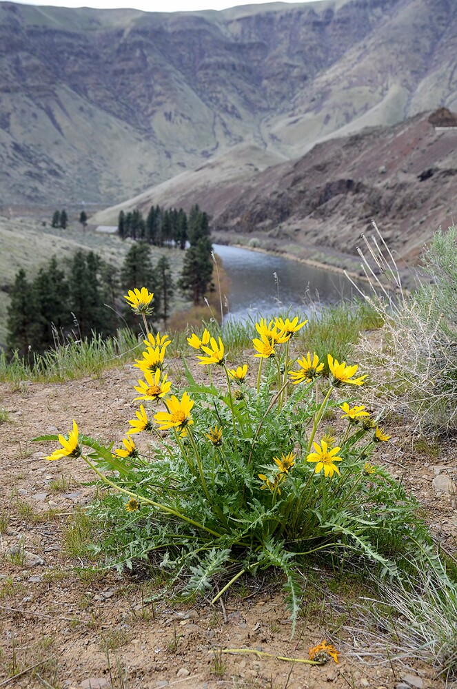 Balsamorhiza-hookeri-Hooker's-balsamroot