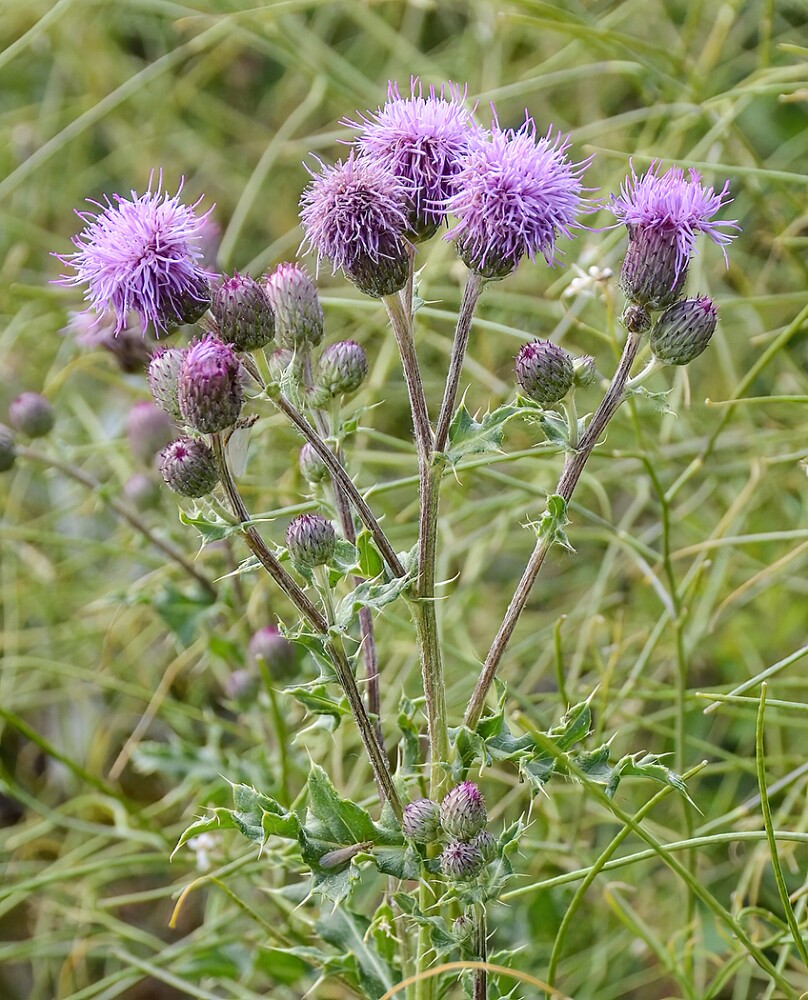 Cirsium-arvense-Canada-thistle