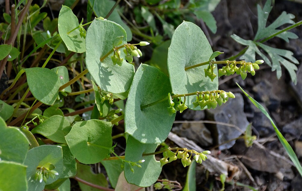 Claytonia-perfoliate-Miner's-lettuce-3
