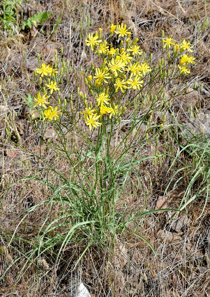 Crepis-atribarba-Slender-hawksbeard