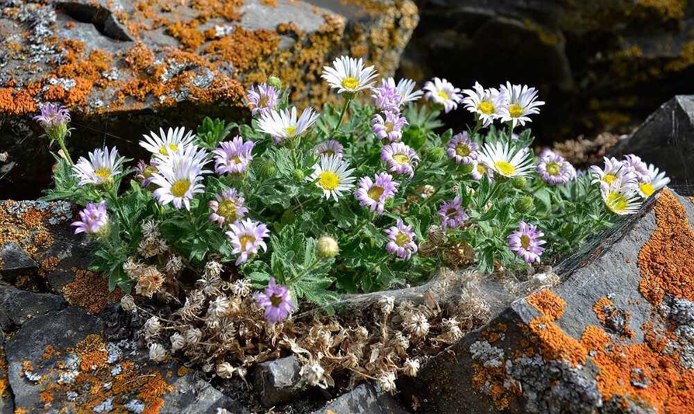 Erigeron-basalticus-Basalt-daisy-1