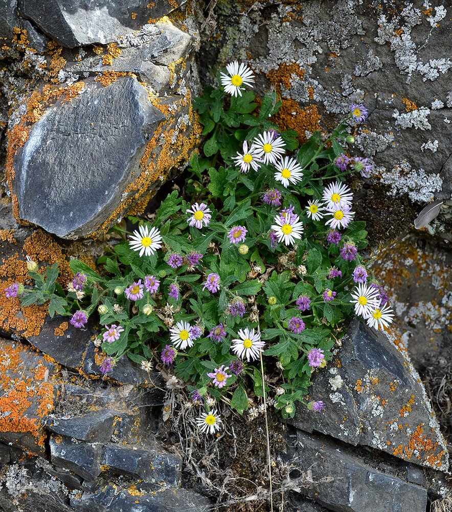 Erigeron-basalticus-Basalt-daisy